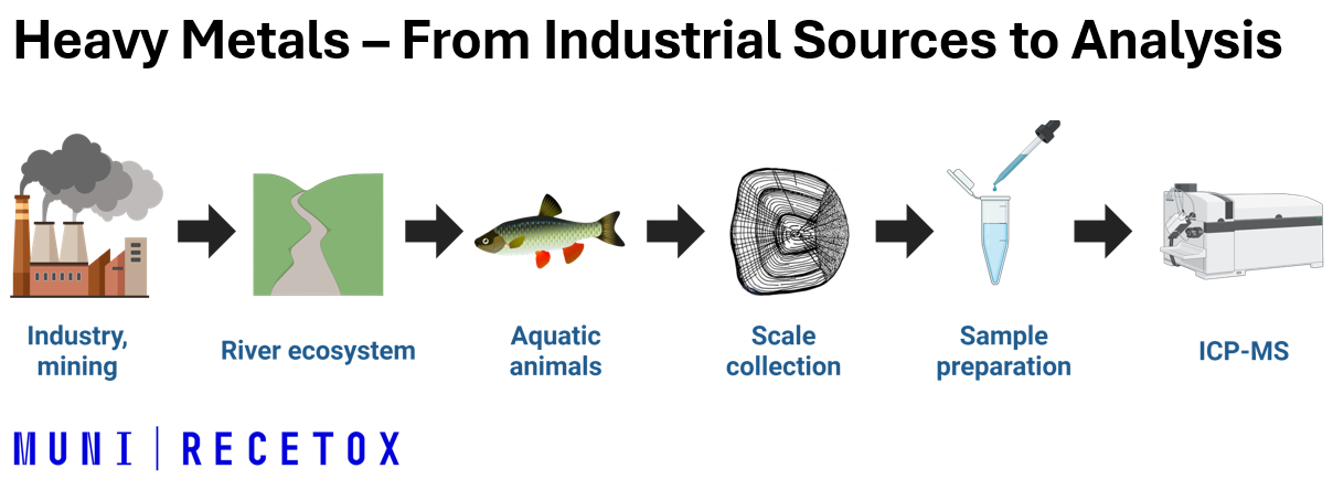 Toxic metals in rivers: Analysis of fish scales as indicators of pollution
