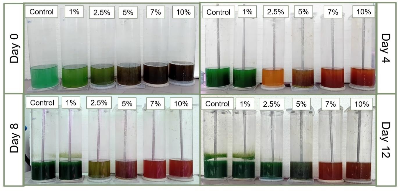 Microalgae produced in circular economy as an alternative protein source